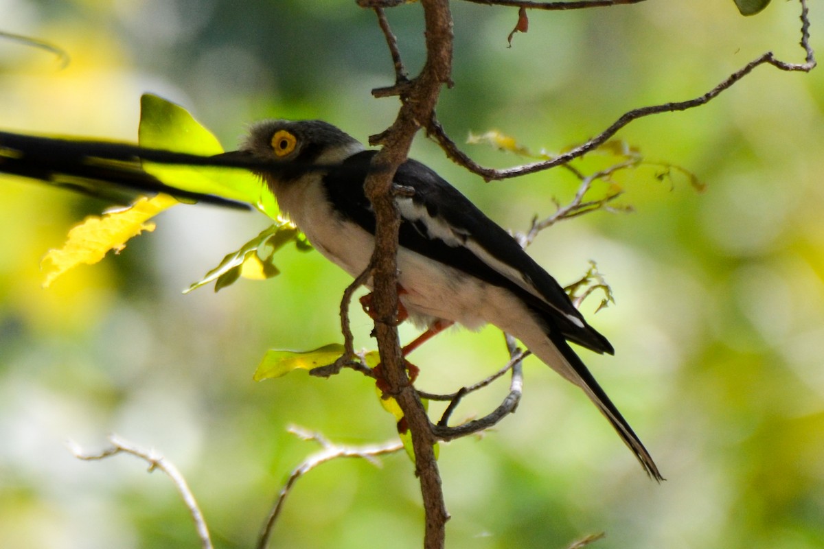 White Helmetshrike - ML208253931