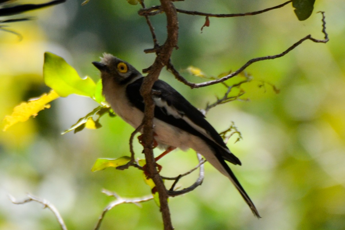 White Helmetshrike - ML208253941