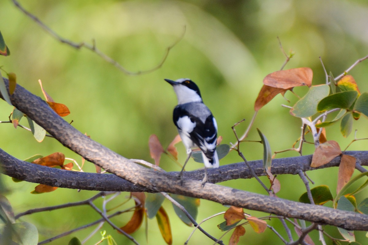 White-tailed Shrike - ML208254191