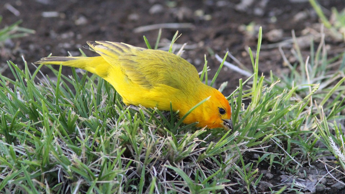 Saffron Finch - Daniel Jauvin