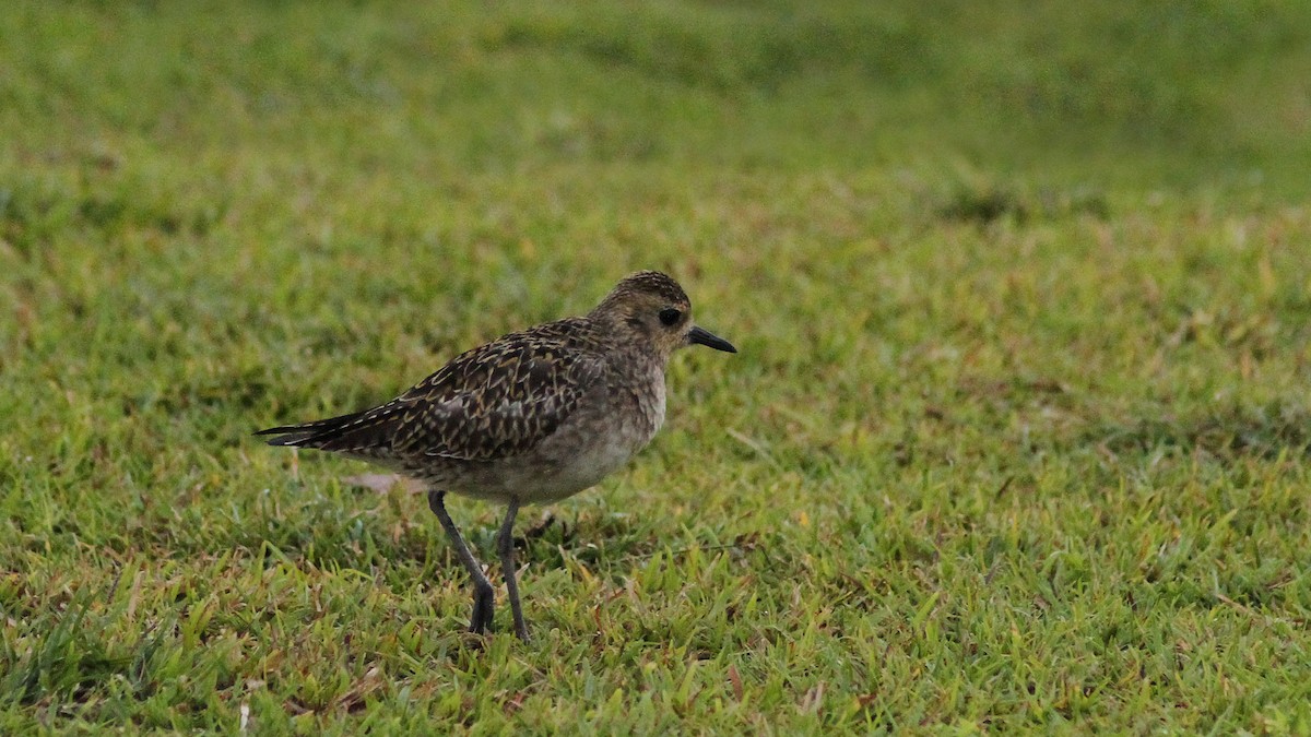 Pacific Golden-Plover - ML20825641