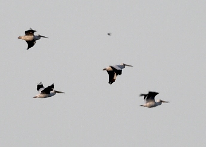 American White Pelican - Joe Wujcik