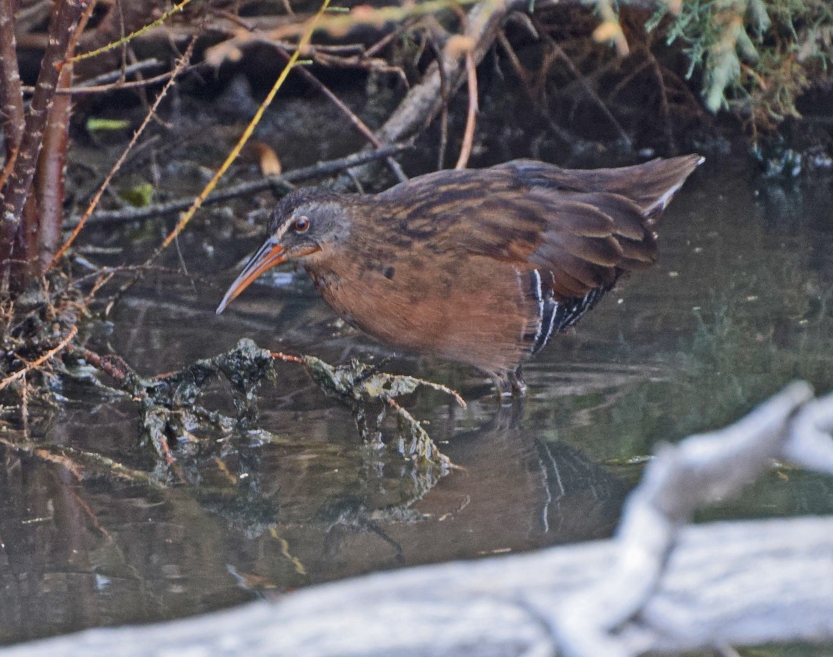 Virginia Rail - ML20825851