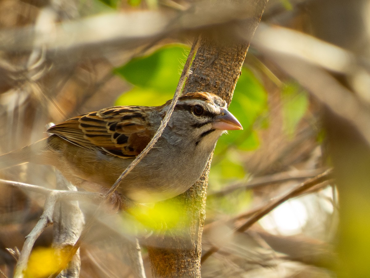 Cinnamon-tailed Sparrow - Aquiles Brinco