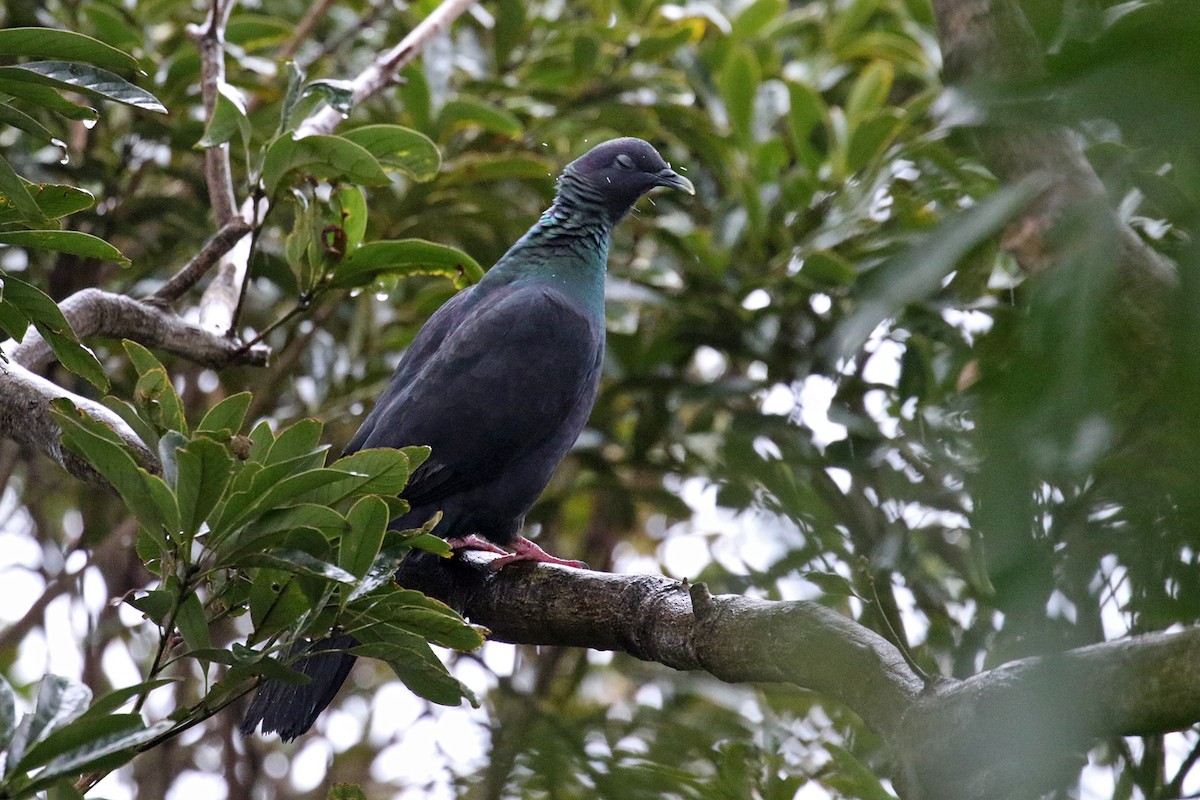 Black Wood-Pigeon - ML208259681