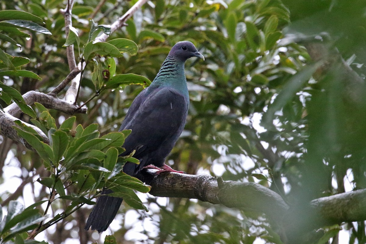 Black Wood-Pigeon - ML208259691