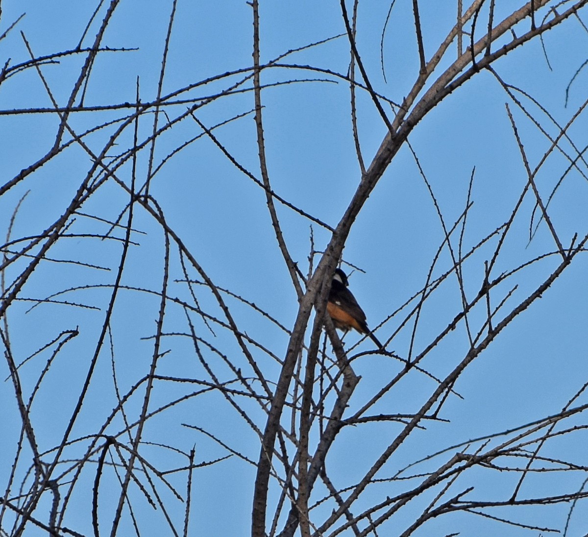 Cinnamon-rumped Seedeater - ML20825991