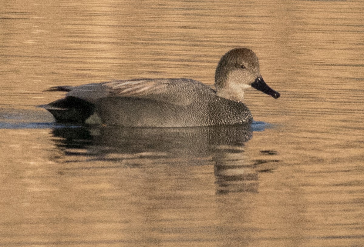 Gadwall - Harvey Rubenstein