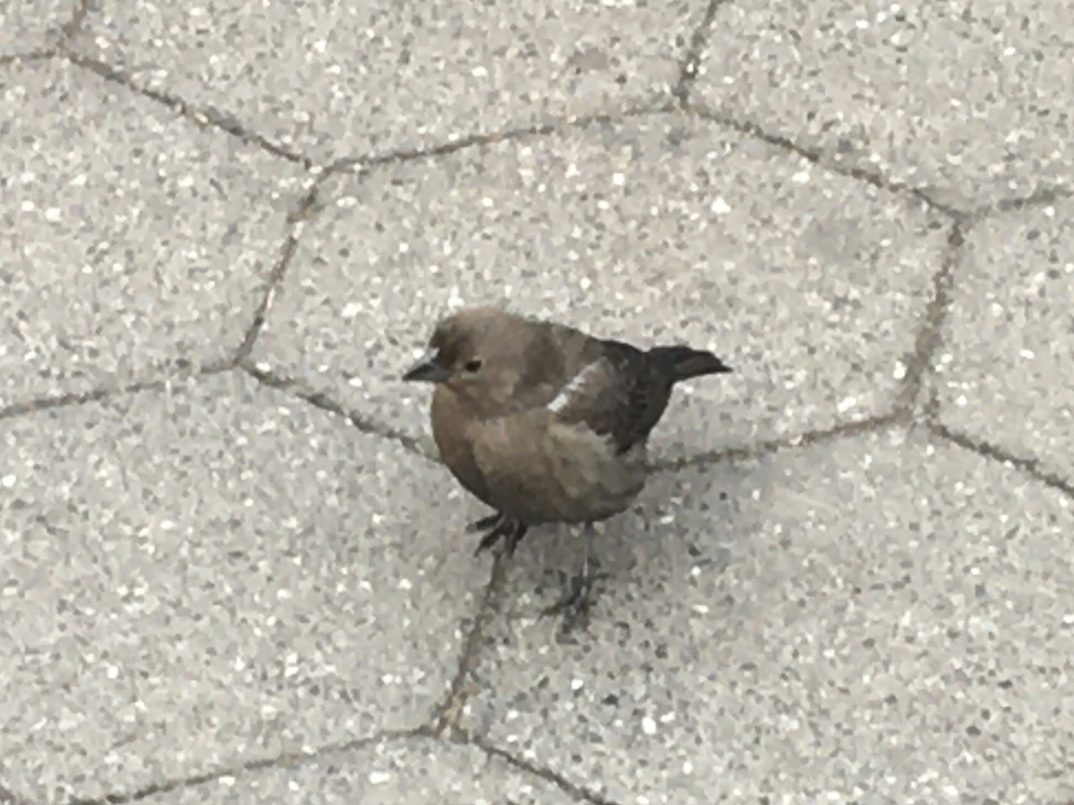 Brown-headed Cowbird - ML208260911