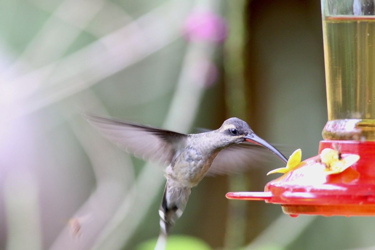 kolibřík dlouhozobý [skupina moorei] - ML208261251