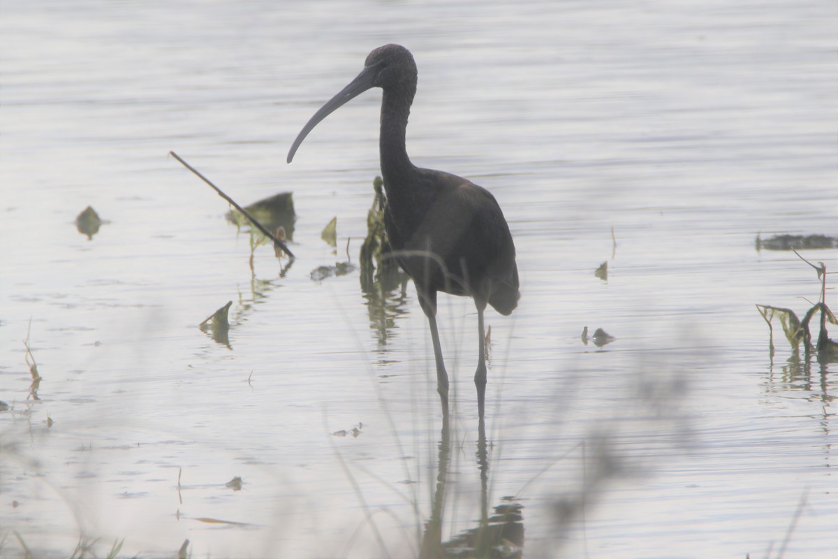 Glossy Ibis - ML208262311