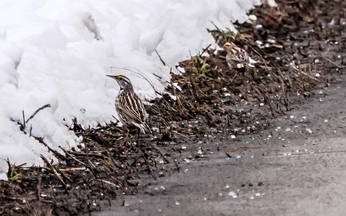 Eastern Meadowlark (Eastern) - Gale VerHague