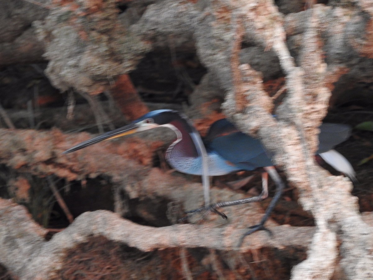 Agami Heron - Michelle Bélanger