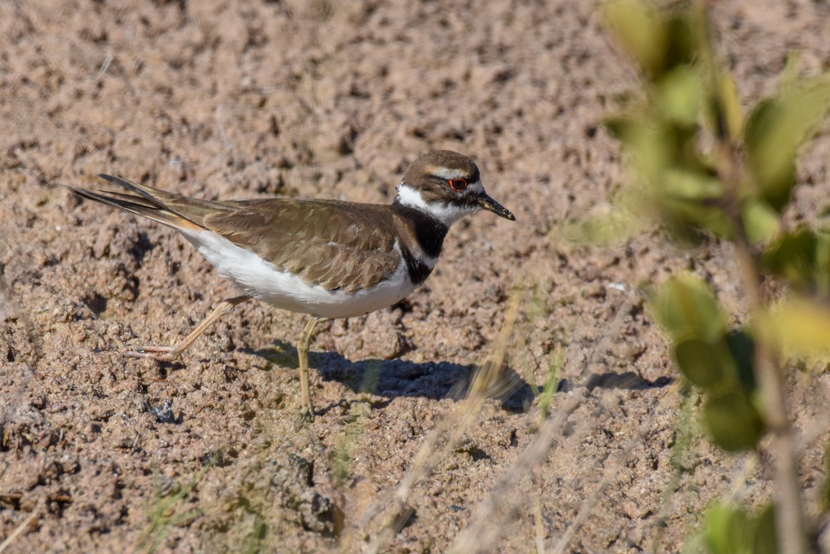 Killdeer - Erik Martin