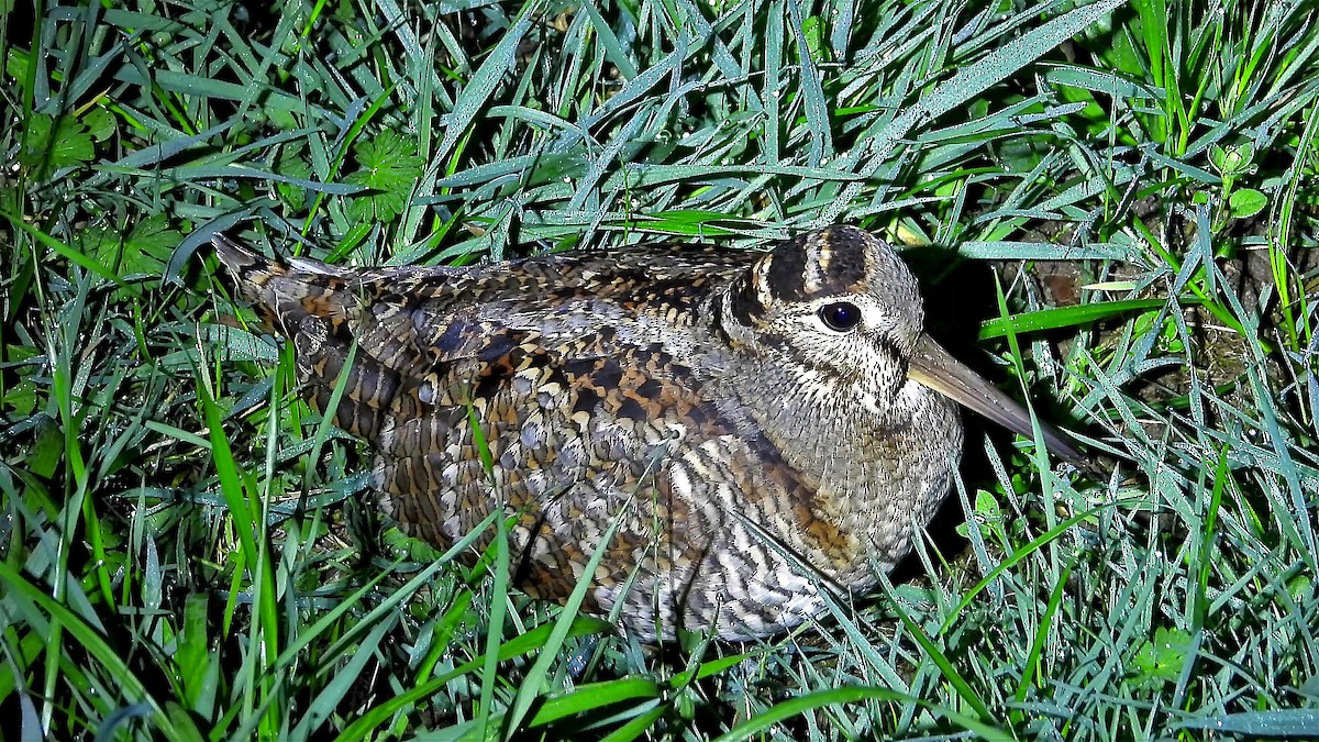 Eurasian Woodcock - ML208264771