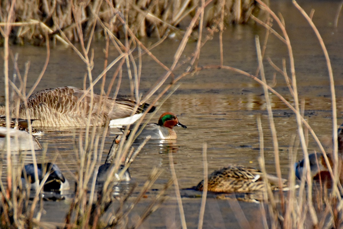 Green-winged Teal - ML208265981