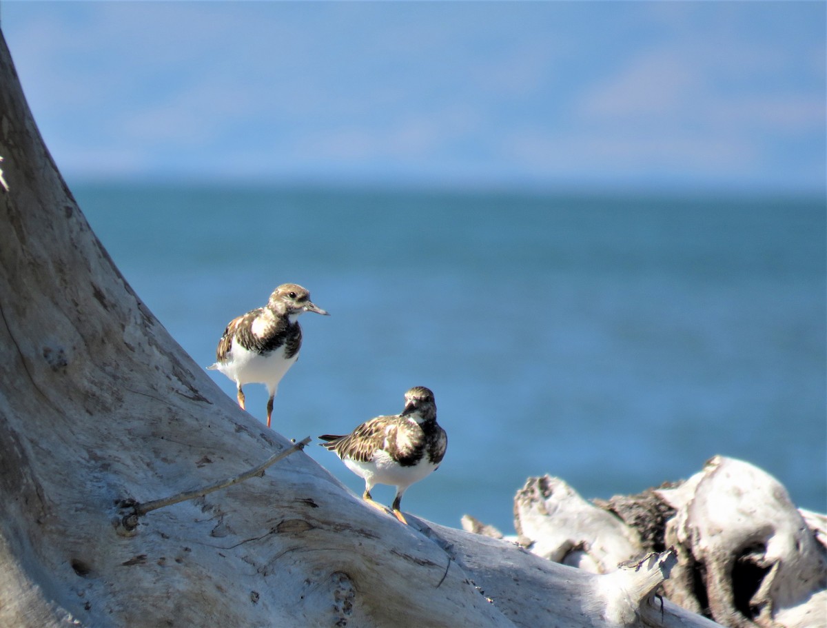 Ruddy Turnstone - ML208266741