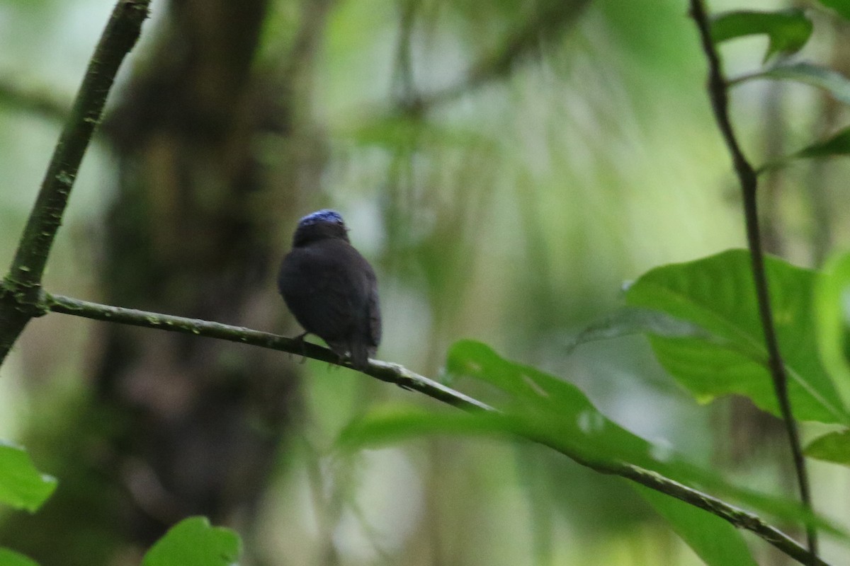 Blue-capped Manakin (Blue-capped) - Anton Liebermann