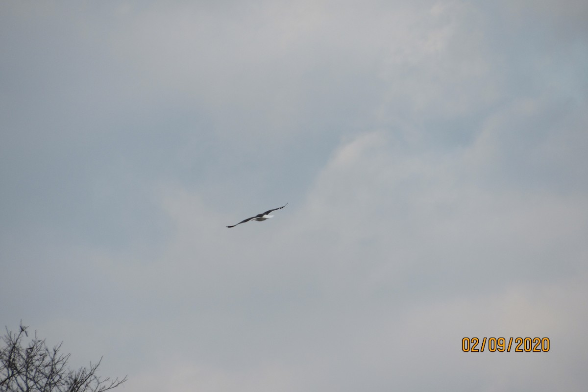 Great Black-backed Gull - ML208268101