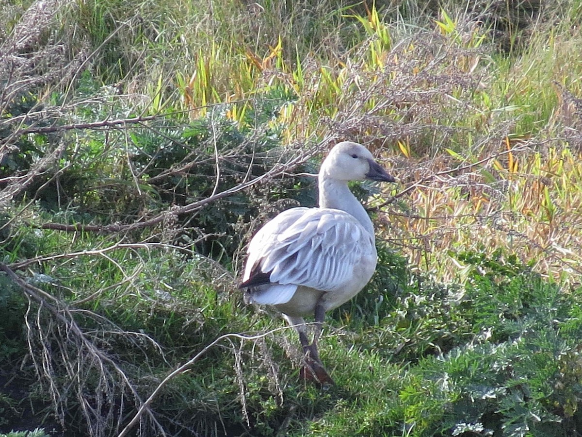 Snow Goose - ML20826861