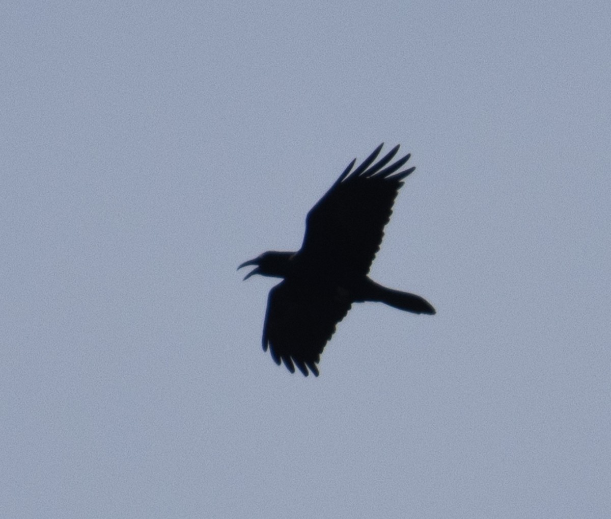 Chihuahuan Raven - ML208270591