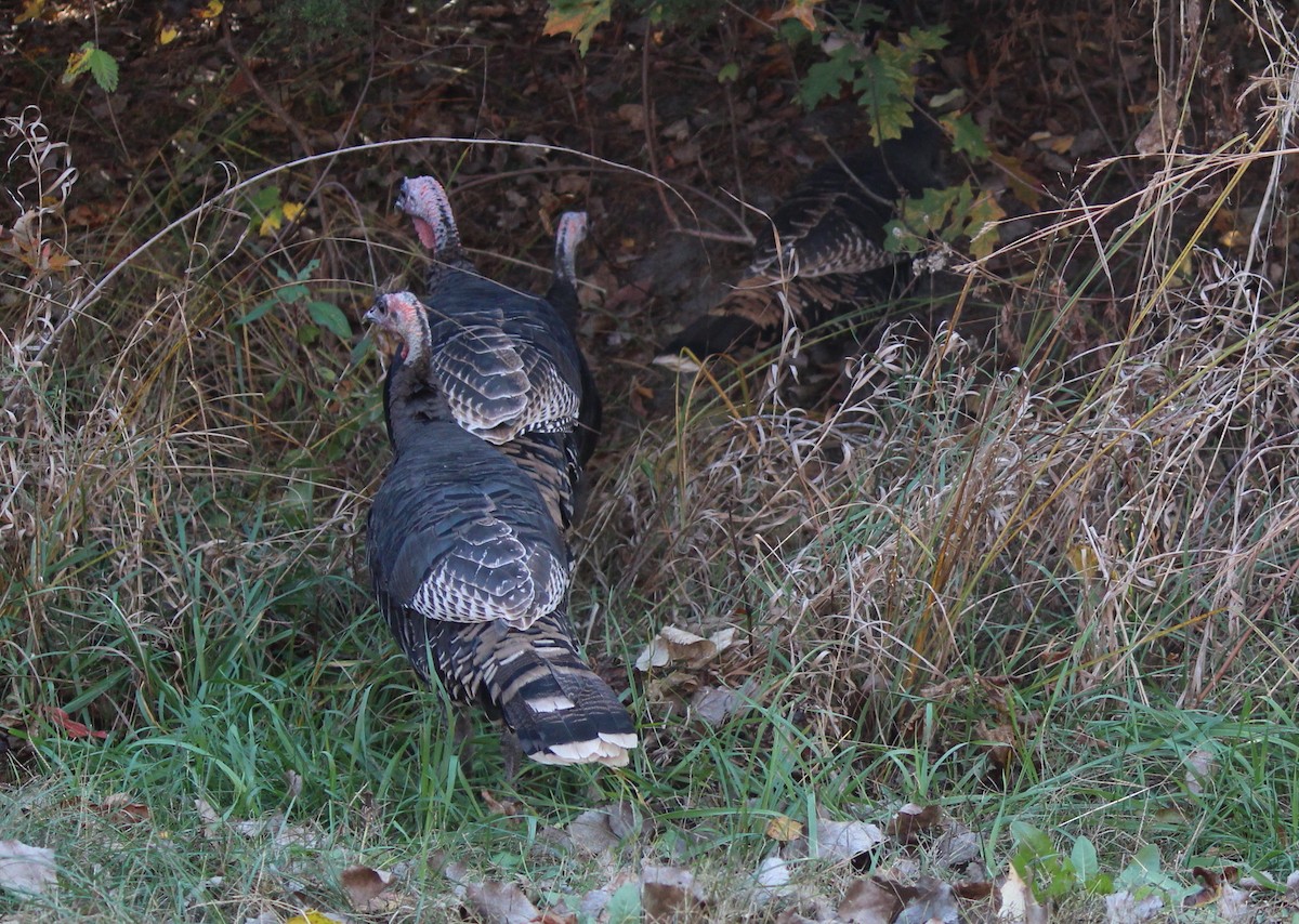 Wild Turkey - Charlotte Croshaw