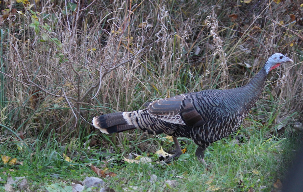 Wild Turkey - ML20827301