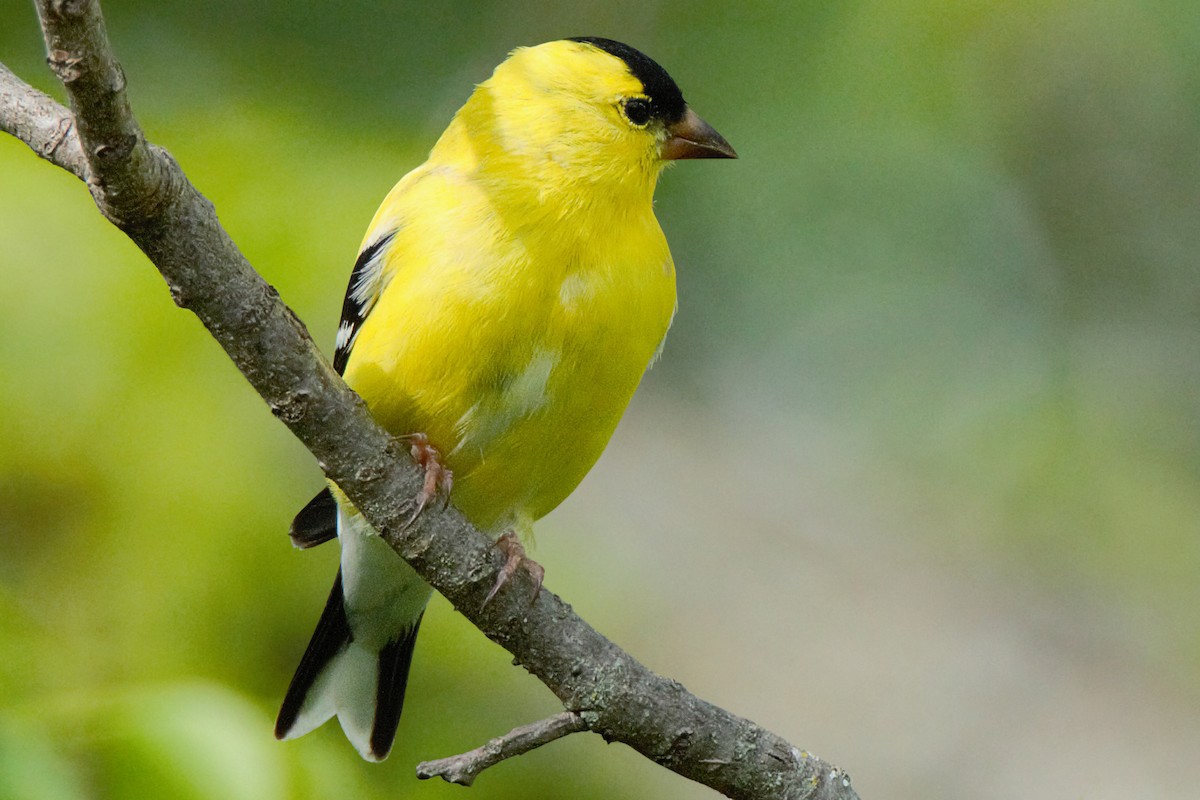 American Goldfinch - Dale Bargmann