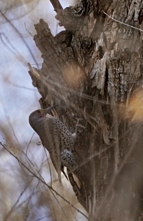 Northern Flicker - Cathy Cook