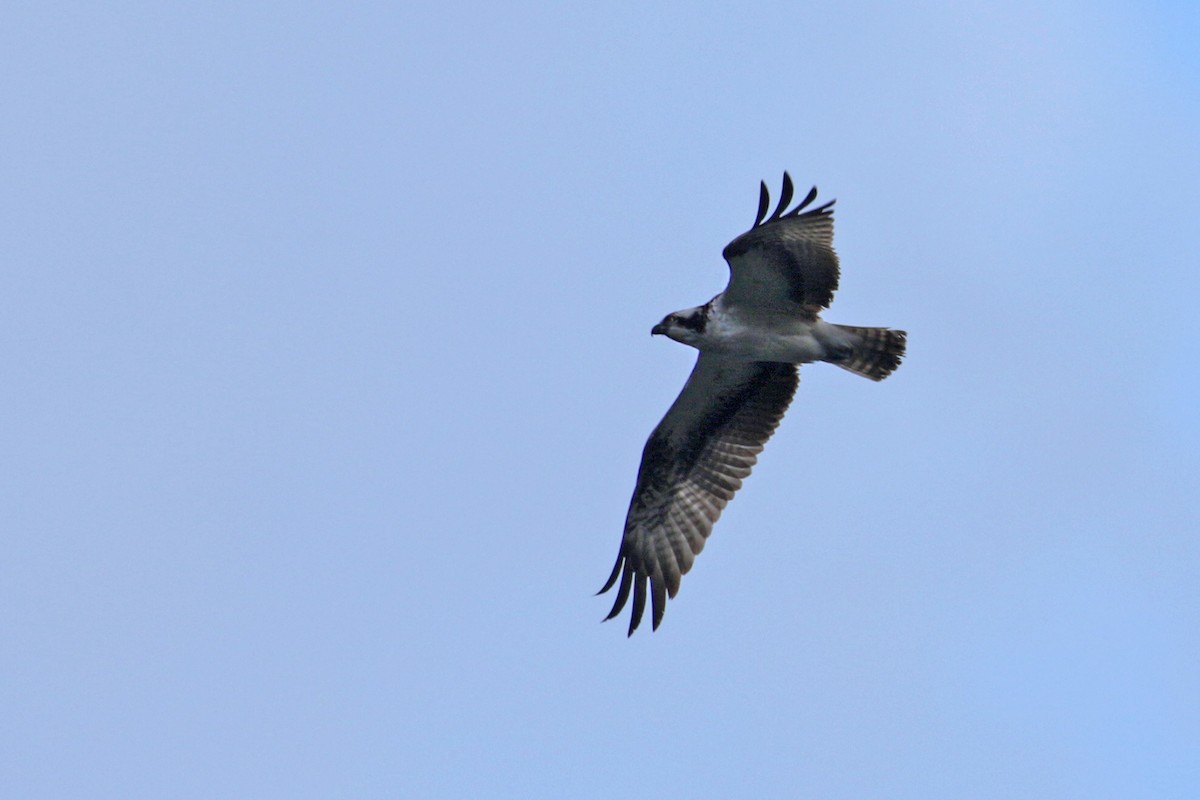 Osprey (haliaetus) - ML208275021