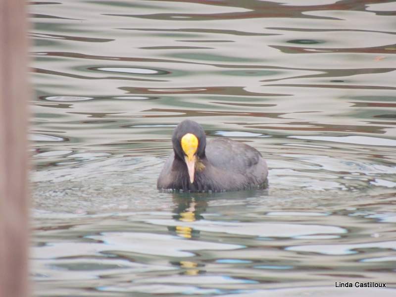 Eurasian Coot - ML20827581