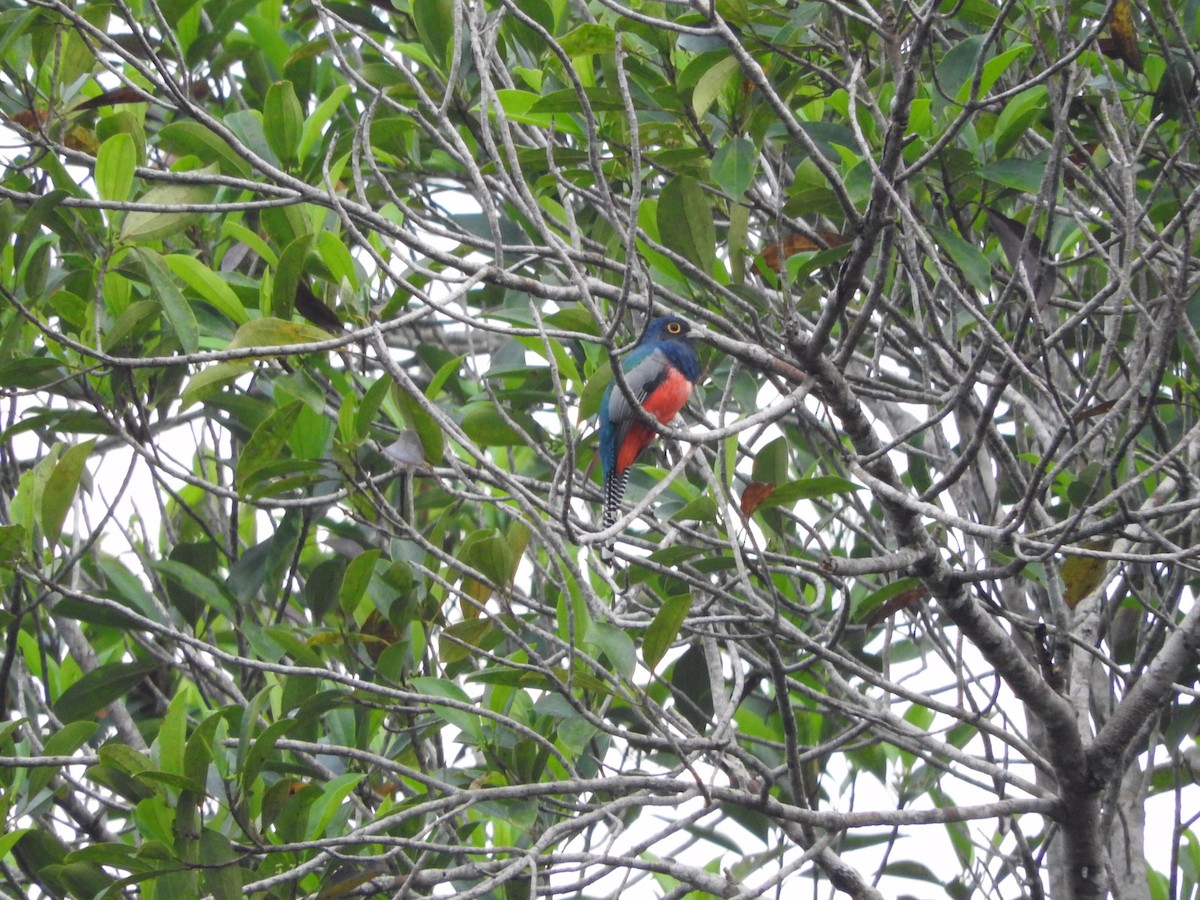 Blue-crowned Trogon - ML208275811