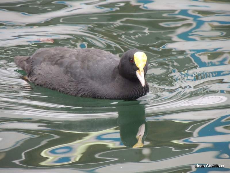 Eurasian Coot - ML20827591