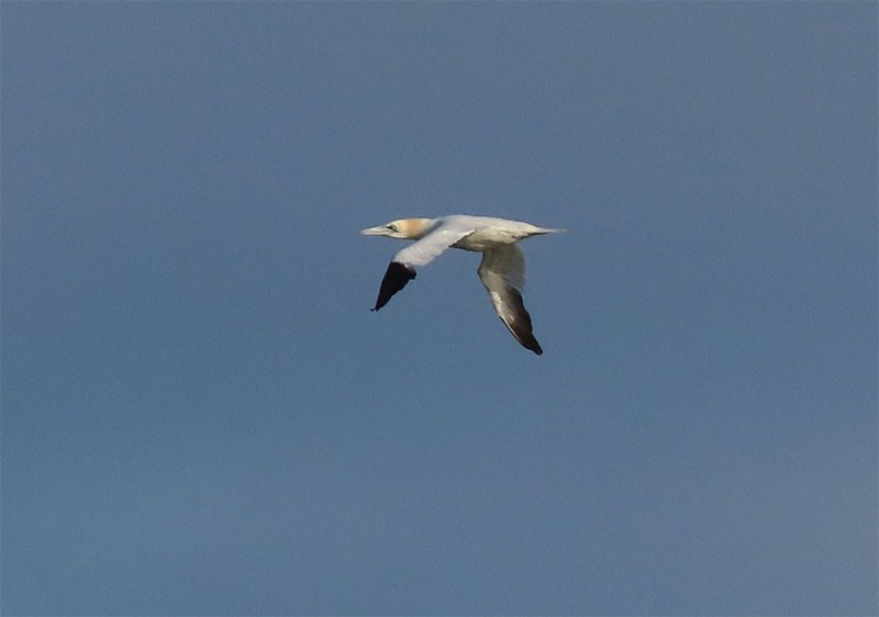 Northern Gannet - ML208277381