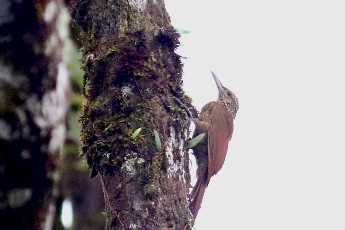 Black-banded Woodcreeper (Black-banded) - ML208278121