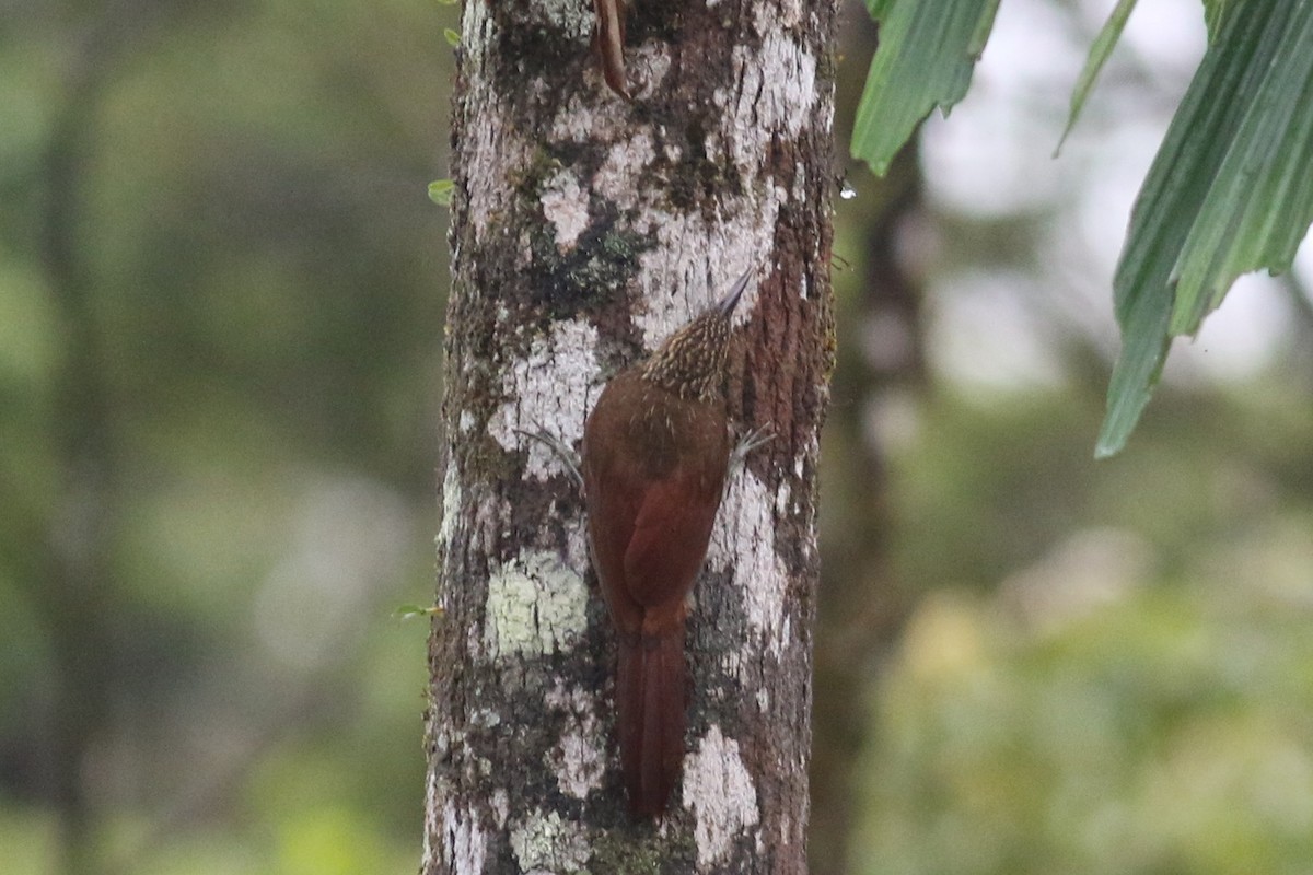 Black-banded Woodcreeper (Black-banded) - ML208278151