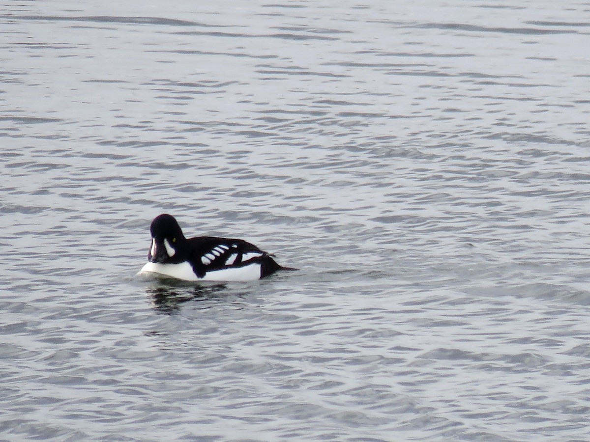 Barrow's Goldeneye - ML208281041