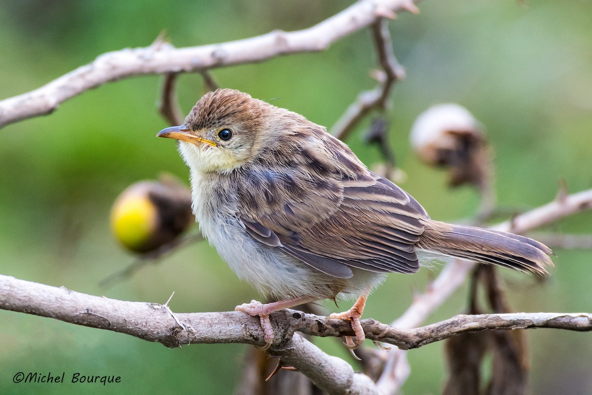 Rattling Cisticola - ML208281141