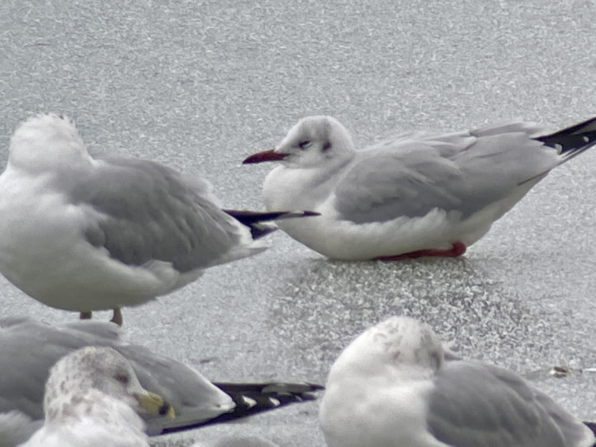 Black-headed Gull - ML208281401