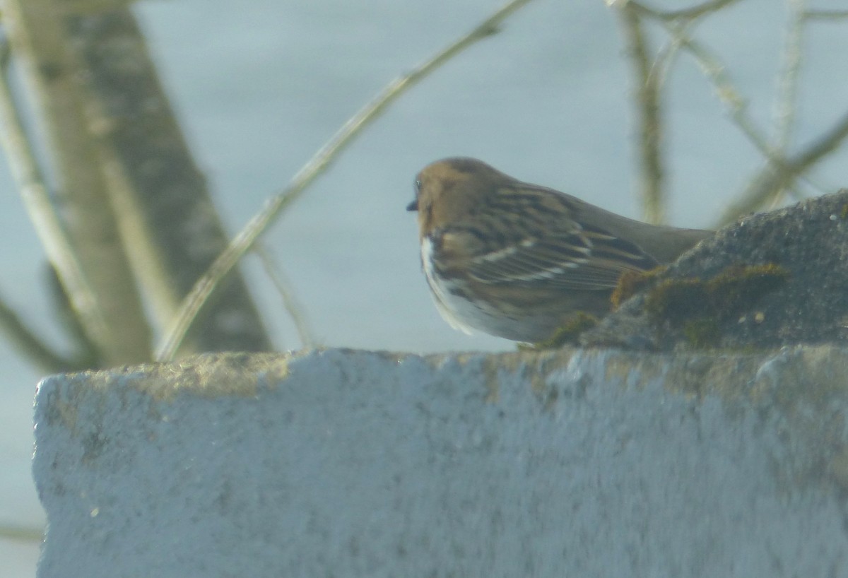 Harris's Sparrow - ML208282561