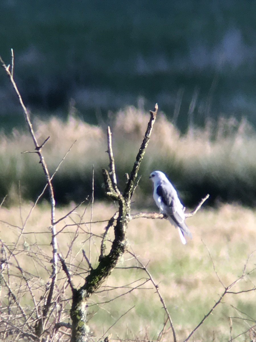 White-tailed Kite - Joseph Mooney