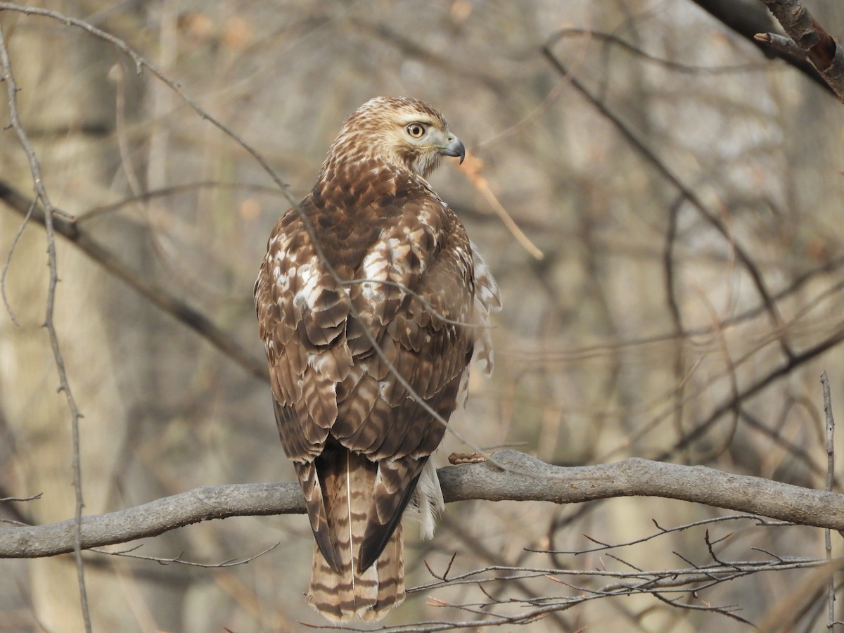 Red-tailed Hawk - ML208284531