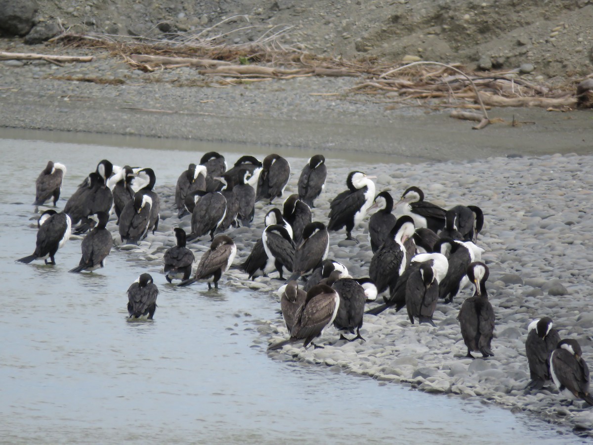 Pied Cormorant - ML208284751