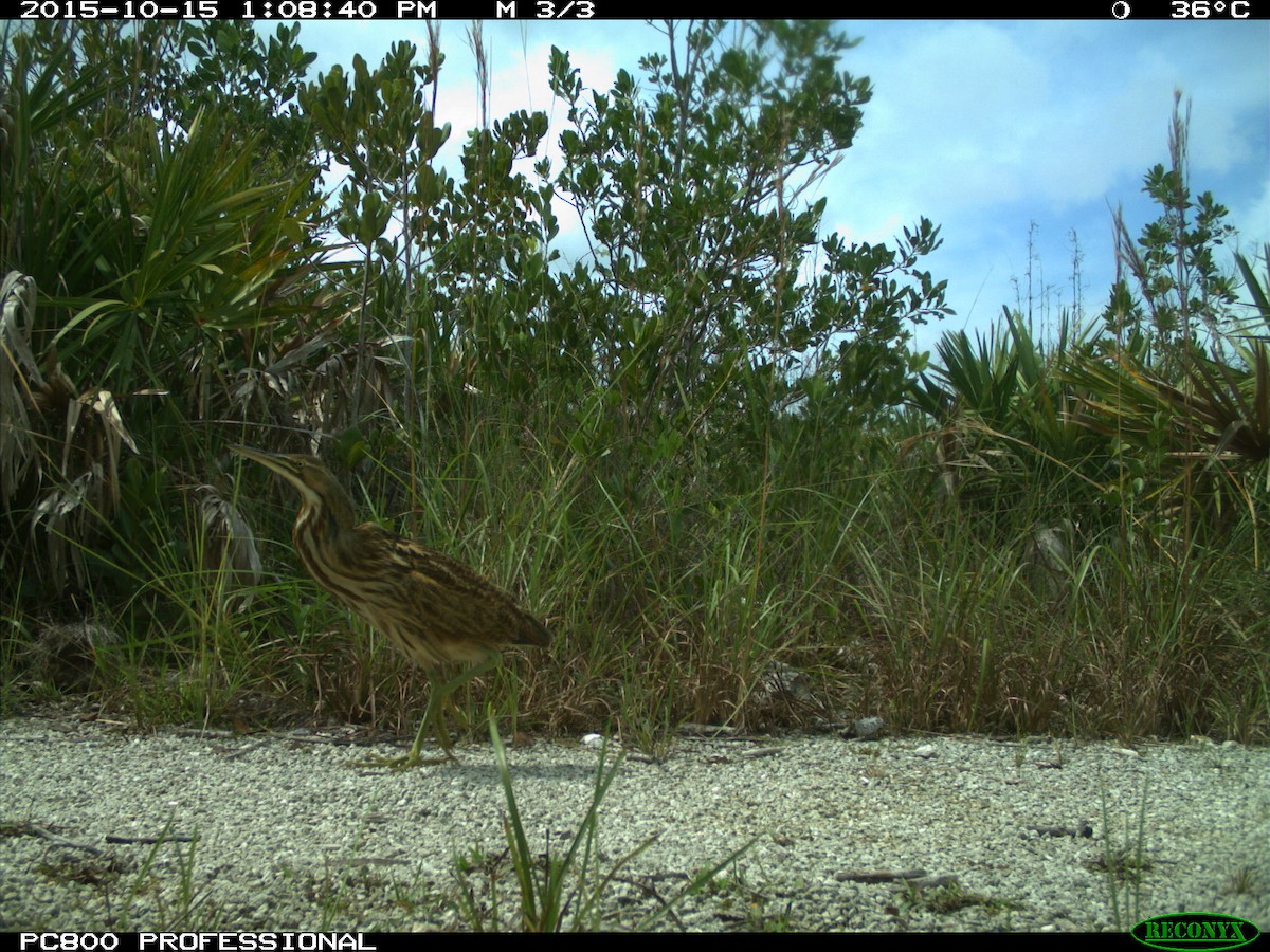 American Bittern - Jill Tengeres