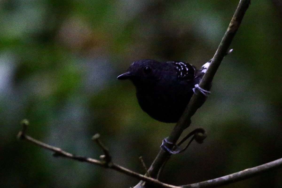 Common Scale-backed Antbird (Buff-breasted) - ML208287171