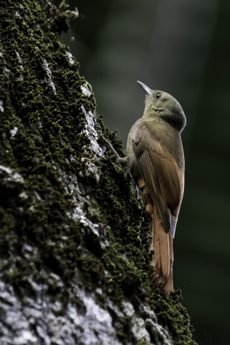 Olivaceous Woodcreeper - ML208287441