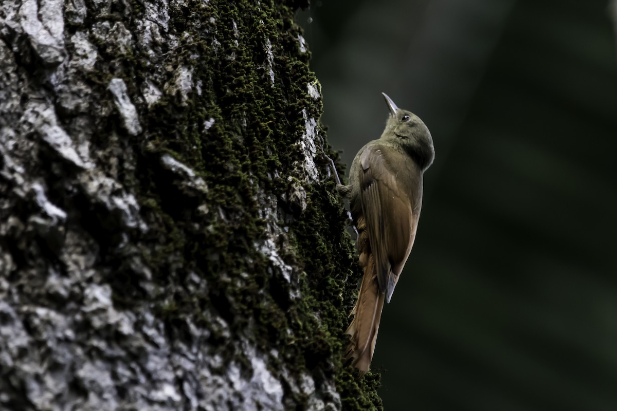 Olivaceous Woodcreeper - ML208287461