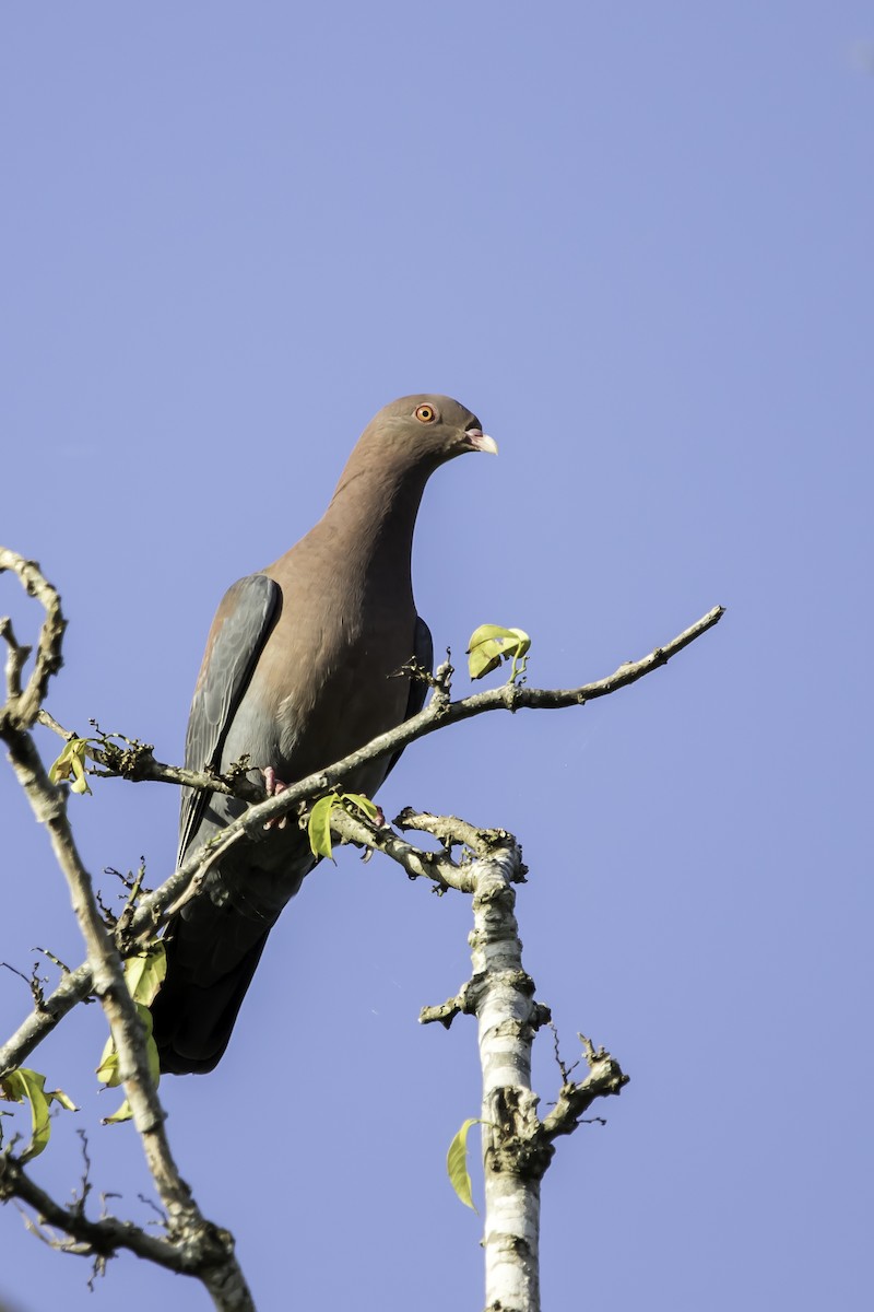 Red-billed Pigeon - ML208287701