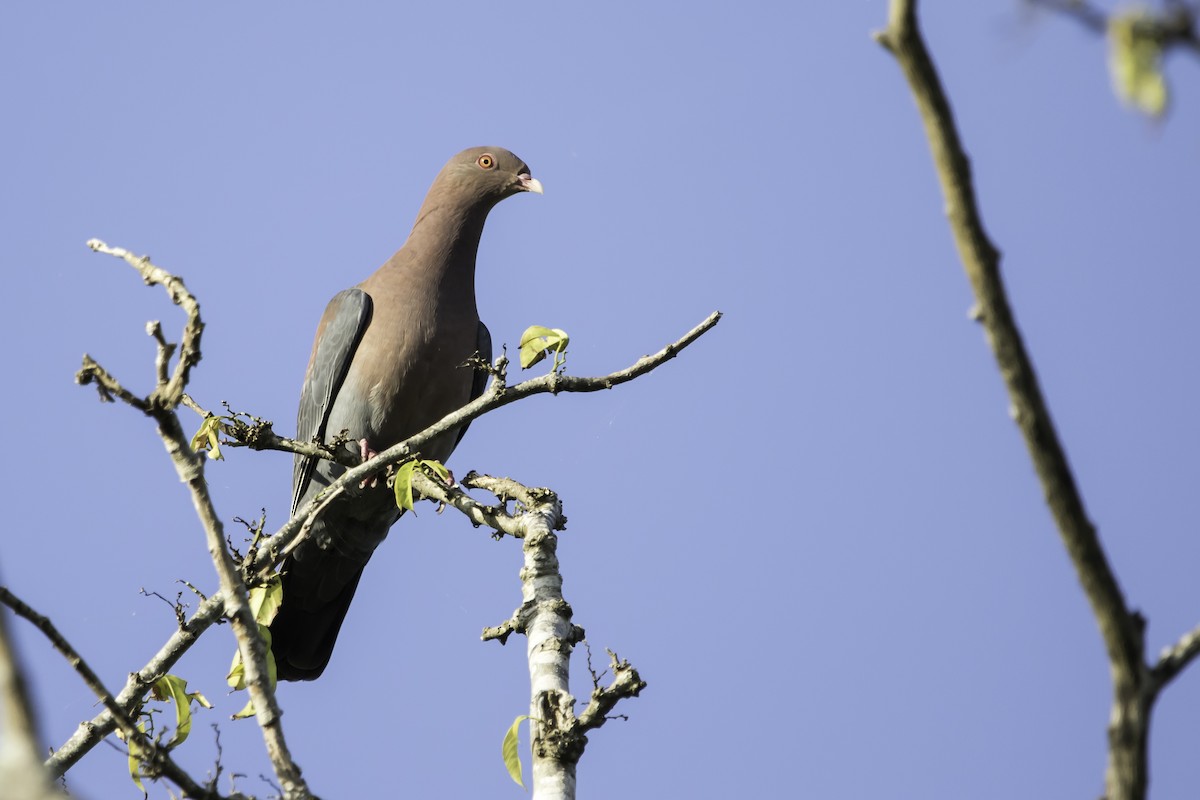 Red-billed Pigeon - ML208287751