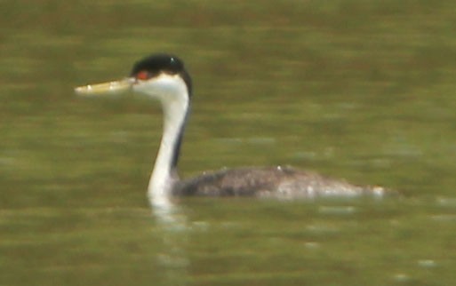 Western Grebe - Dick Ross